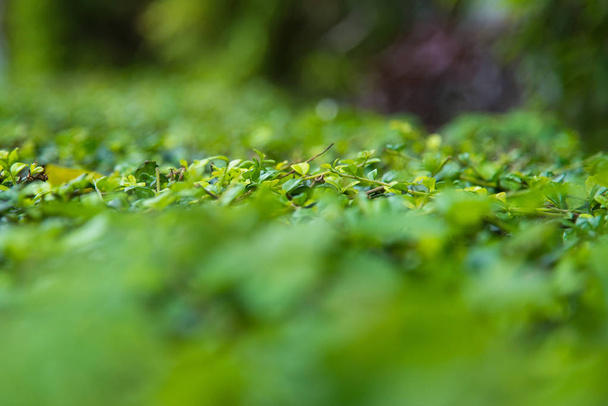 Closeup φυσικό άποψη του πράσινου φύλλου με αντίγραφο χώρο χρησιμοποιώντας ως φύση φόντο ή ταπετσαρία - Φωτογραφία, εικόνα