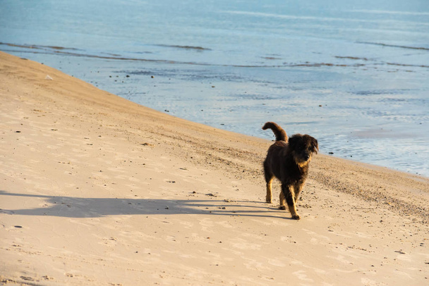 Dog so cute on beach in the sunrise morning time with happy fun at sea with beach.Thailand - Photo, Image