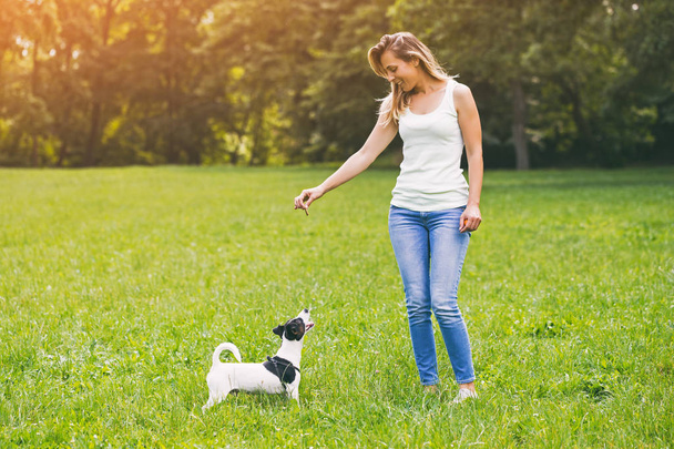 Beautiful woman enjoys feeding her cute dog Jack Russell Terrier in the nature.Image is intentionally toned. - 写真・画像