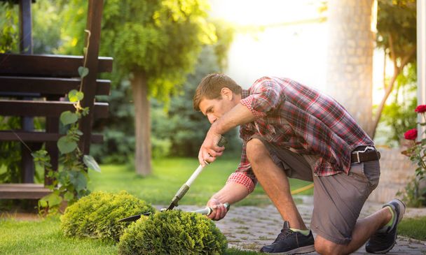 Férfi olló tisztítás thuja bush-tavasz a kertben - Fotó, kép
