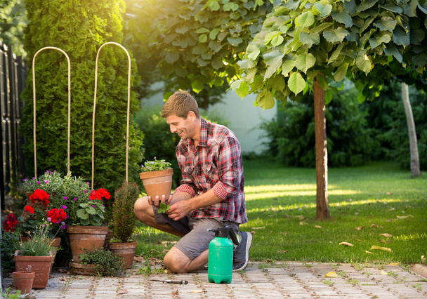 Jardinier prenant soin des plantes dans des pots de fleurs dans le jardin. L'homme déracine l'herbe du sol
 - Photo, image