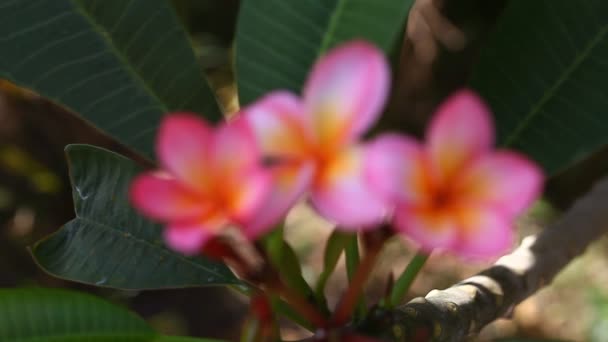 Piękne różowe Plumeria zbliżenie - Materiał filmowy, wideo