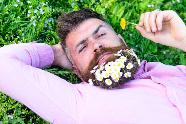 Macho with daisies in beard relaxing. Bearded man with daisy flowers in beard lay on grassplot, grass background. Man with beard on calm face sniffs dandelion. Pollen allergy concept. - Fotografie, Obrázek