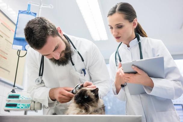 Ветеринари в клініці, які вивчають котячі вуха
 - Фото, зображення