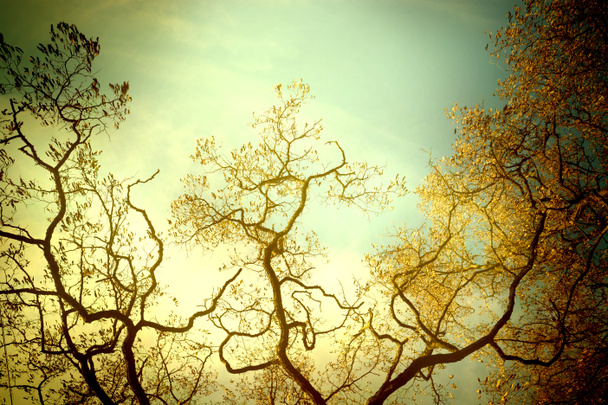 Винтажное дерево
 - Фото, изображение