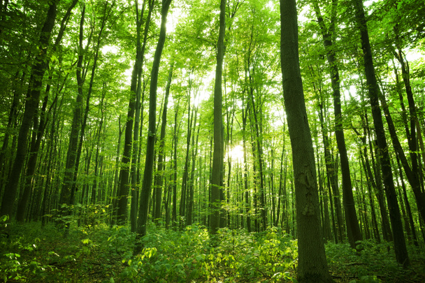 Orman - Fotoğraf, Görsel