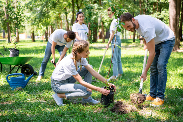 волонтеры сажают деревья в зеленом парке вместе
 - Фото, изображение