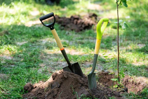 shovels in ground for planting tree in park - Photo, Image