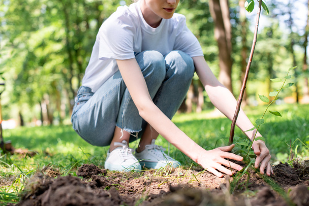 обрізаний вид на молоду жінку-добровольцю, що посадить нове дерево
 - Фото, зображення