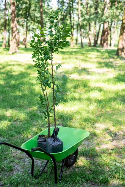 two trees for seedling in wheelbarrow in park - Photo, Image