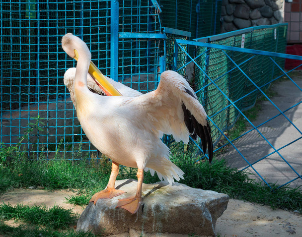 Pelikán broskvový bílý pták s velkým žlutým vrchol neb vyčistí peří křídla v zoo - Fotografie, Obrázek