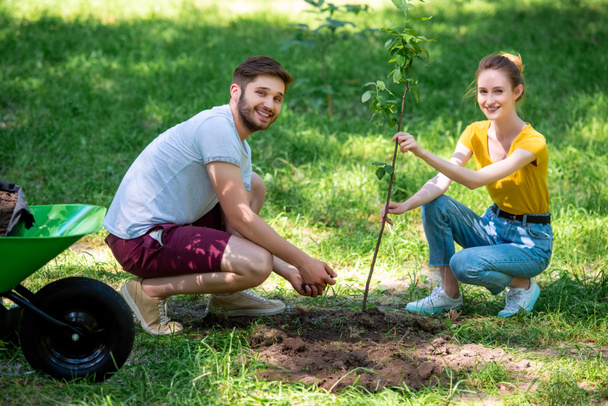 young smiling couple planting new tree in park  - Foto, Imagem
