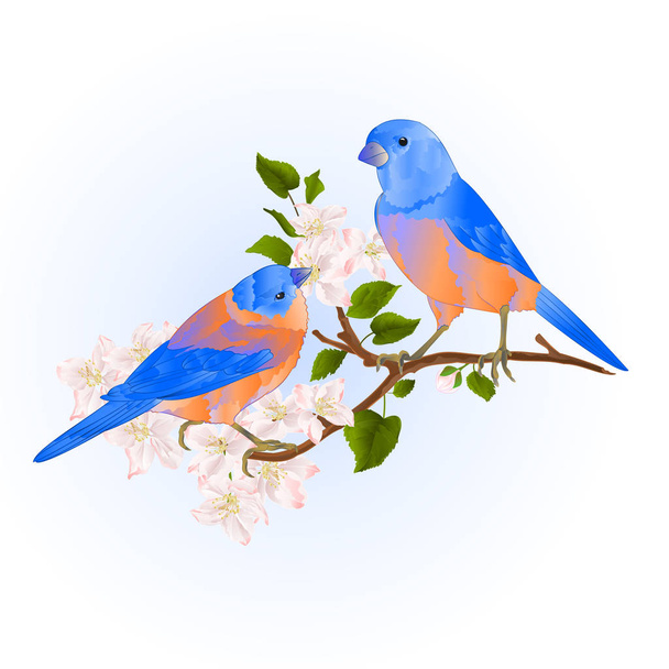 Bluebirds  thrush small songbirdons on an apple tree branch with flowers vintage vector illustration editable hand draw - Vector, Image