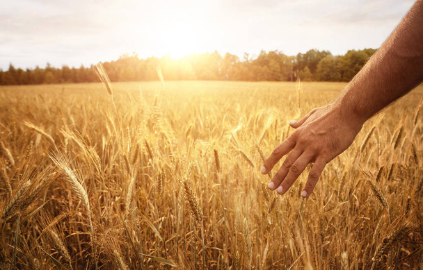 Concepto de cosecha, primer plano de la mano masculina en el campo de trigo con espacio de copia
 - Foto, imagen