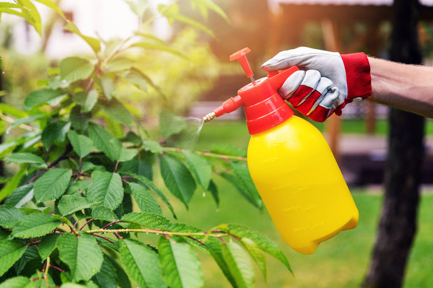 gardener spraying cherry tree against pests and diseases - Photo, image