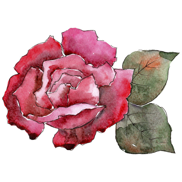 Red roses. Floral botanical flower. Wild spring leaf wildflower isolated. Aquarelle wildflower for background, texture, wrapper pattern, frame or border. - Φωτογραφία, εικόνα