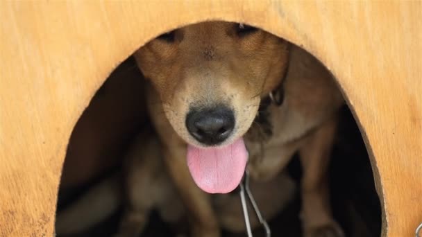 Close-up van een hond. Hondenhok. Toont zijn tong. Slow motion - Video