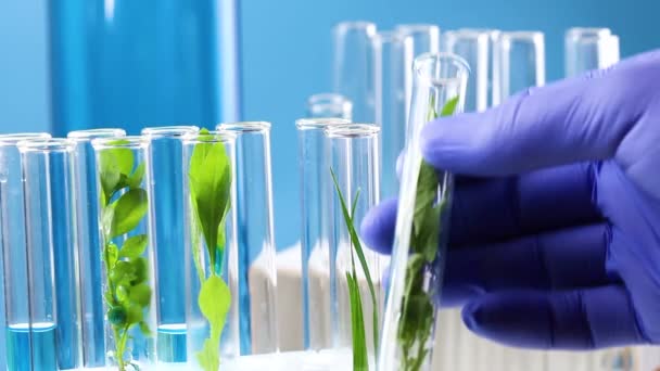 Científico mano tomar tubo de ensayo con planta fresca verde en el interior en el laboratorio
. - Metraje, vídeo