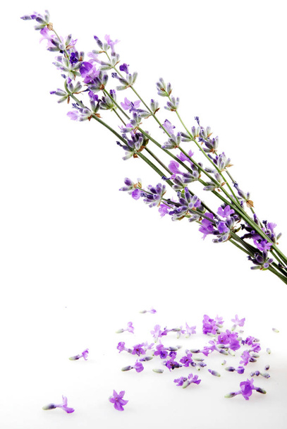 laventeli kukka eristetty valkoisella pohjalla - Valokuva, kuva