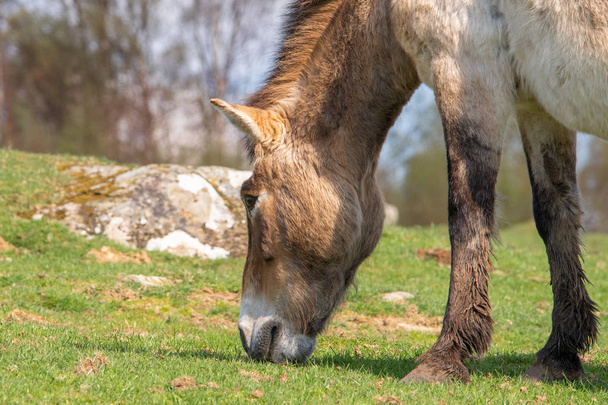 Yksinäinen Przewalskin hevonen laiduntaa lempeällä rinteellä sinisen taivaan alla.
 - Valokuva, kuva