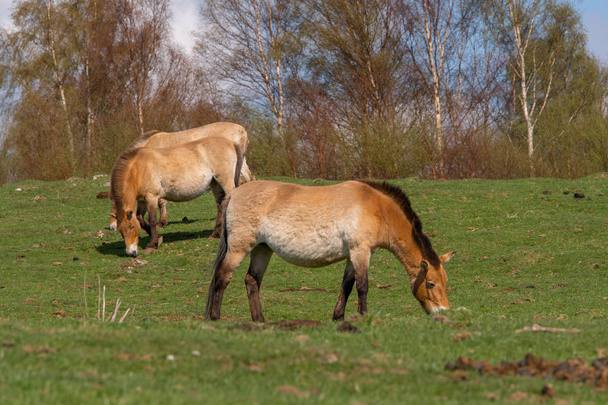 Una manada de caballos de Przewalski pastan en una suave pendiente bajo cielos azules
 - Foto, imagen