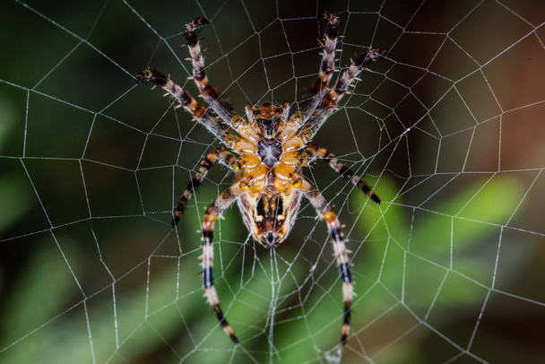 Ο κήπος σταυρό αράχνη που κάθεται στο web - πίσω siede - Araneus diadematus - closeup - μακροεντολή - Φωτογραφία, εικόνα
