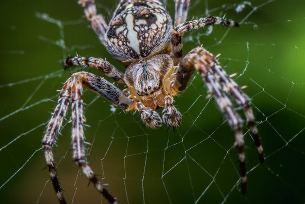 The Garden cross spider sitting on web - front side - portrait - Araneus diadematus - closeup - macro - Photo, Image
