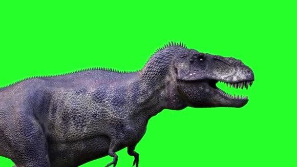 animálni a futó dinoszaurusz, a Tyrannosaurus Rex 3d render zöld háttér - Felvétel, videó