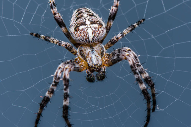 Ο κήπος σταυρό αράχνη που κάθεται στο μακρο - μπροστινή πλευρά - πορτρέτο - Araneus diadematus - closeup - web - Φωτογραφία, εικόνα