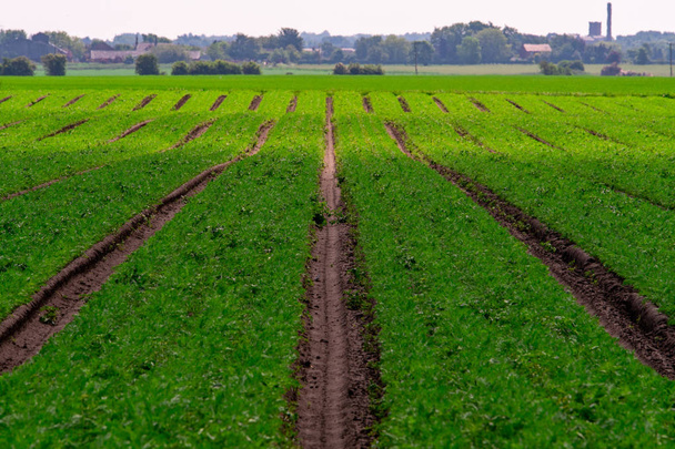 Les lignes labourées dans un champ d'agriculteurs convergent au loin avec le fond déformé en raison de la brume de chaleur
 - Photo, image