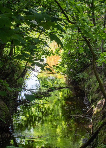 ein eisenreicher Bach fließt langsam durch den Graben unter der Baumkrone und wild, über bewachsene Ufer, da starkes Sonnenlicht in den Rahmen eindringt. - Foto, Bild