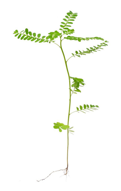 Gemüse und Kraut, frischer Phyllanthus niruri, Windstoß, Samen unter Blättern oder Steinbrecherpflanzen isoliert auf weißem Hintergrund. Verwendung als gesunde Lebensmittel und pflanzliche Arzneimittel. - Foto, Bild