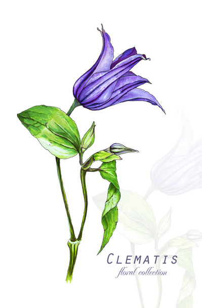 Ilustración botánica. Tarjeta postal con flor de Clematis púrpura. Imitación de acuarela. Dibujo con marcadores de alcohol
. - Foto, Imagen