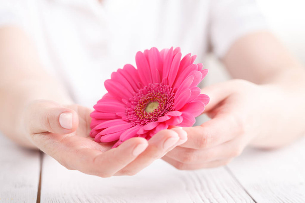Pink flower gerbera in female hands, close up view female care concept - Foto, immagini