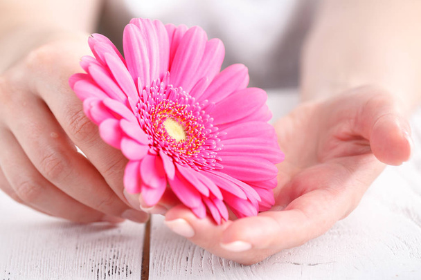 Female health care concept, pink gerbera in hands - Фото, изображение