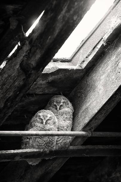 Tawny Owlets (Strix aluco) спит в сарае на ферме. Изображение сделано в Шотландии, Великобритания. Черно-белое изображение
. - Фото, изображение