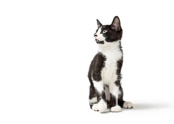Симпатичный молодой черный и белый котенок, смотрящий в сторону, сидя изолированно на белом фоне
 - Фото, изображение