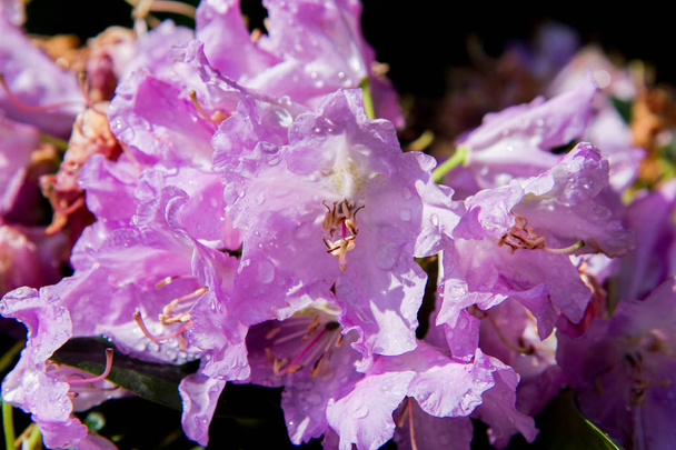 Purple Rhododendron with some drops of rain on it - 写真・画像