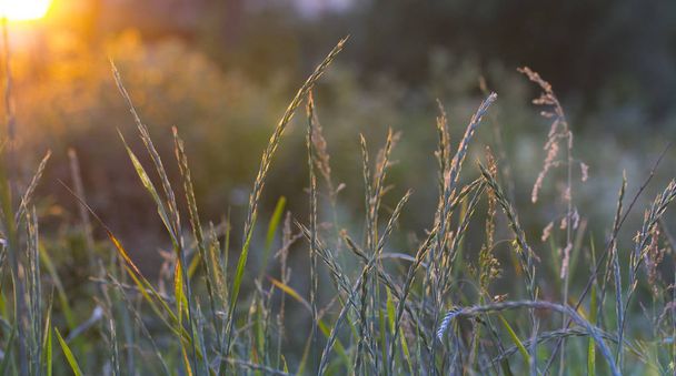 Gras auf einer Wiese im Sonnenlicht. - Foto, Bild
