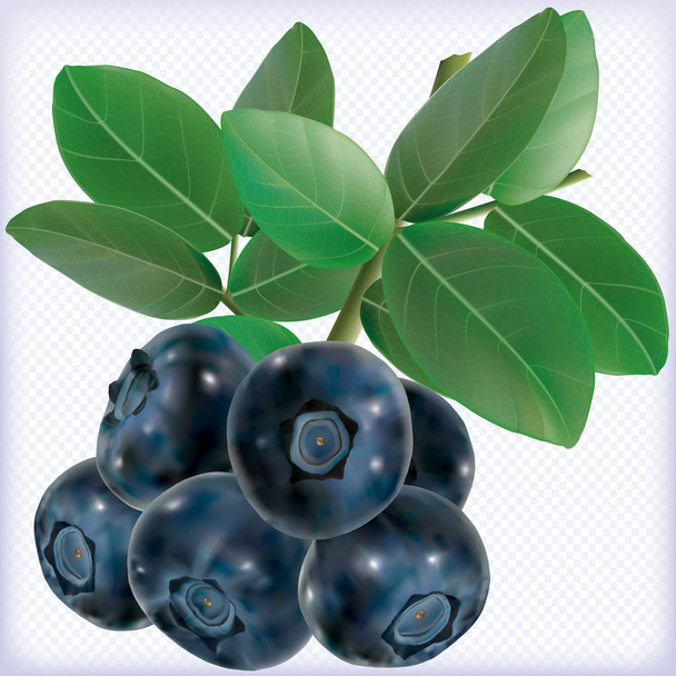 Branch Blueberries on a white background. vector illustration - Vector, Image