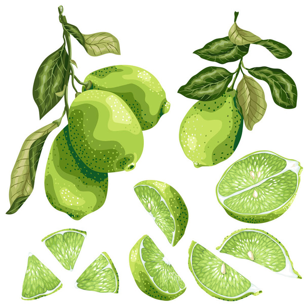 Lime parts set with lime fruit on the branch, leaves, half of a fruit and its slices in realistic graphic vector illustration in brght colors - Vector, Image