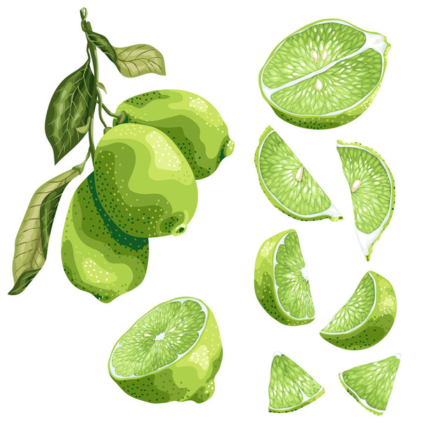 Kalk delen instellen met kalk fruit op de tak, bladeren, helft van een vrucht en de segmenten in de realistische grafische vectorillustratie in brght kleuren - Vector, afbeelding