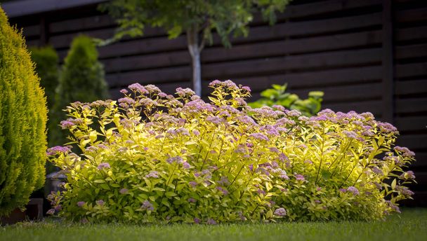 The flower of the red spiraea, the ornamental shrub used in landscape design, is well suited for decorating haircut - Photo, Image