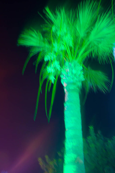 Hintergrund mit Palmen - Foto, Bild