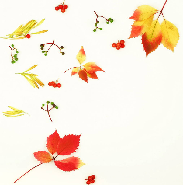 Jesienna kompozycja tło. Wzorzec ramki wykonane z jesiennych liści drzewa, szyszki, żołędzie, na białym tle. Widok z góry. Kopiować miejsca. Leżał z płaskim - Zdjęcie, obraz