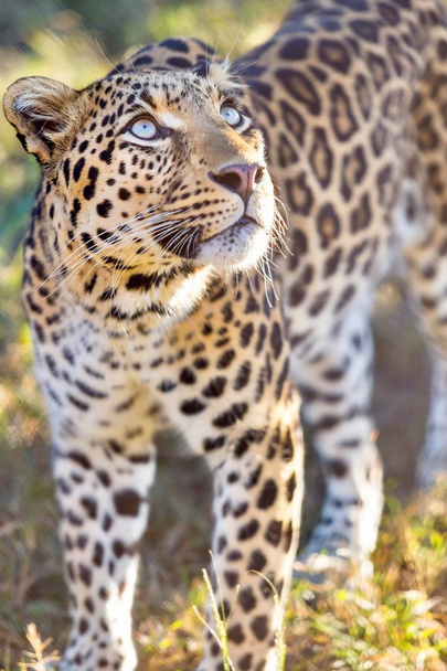 Leopardo no mato em um parque de safári
. - Foto, Imagem
