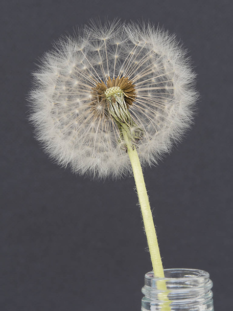 Close-up of  a common dandelion (Taraxacum officinale) ripe seed head in the blurred grey background - Photo, Image