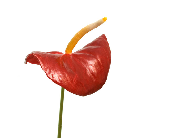 アンスリウム andreanum の赤い花 - 写真・画像