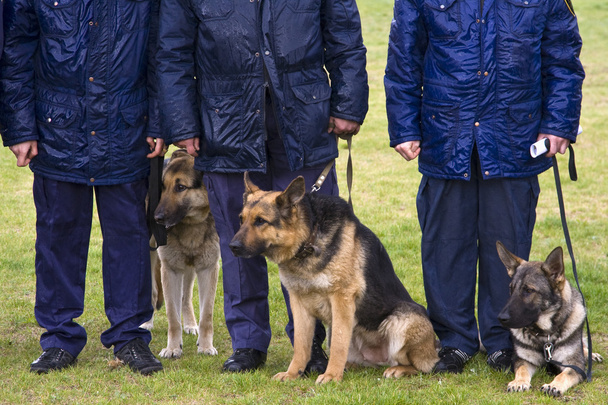 Офицеры полиции с собаками на дождливом лугу
. - Фото, изображение