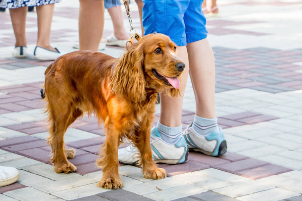 Dog cocker spaniel with  owner while walking in  city park. A faithful dog with his masters goes along  sidewalk tile - 写真・画像